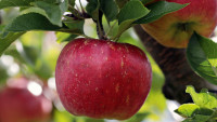 jablko apple-2788616 1280